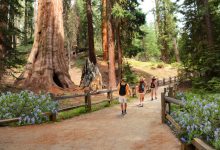Peaceful Nature Spots in California for Arab and Muslim Families