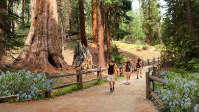Peaceful Nature Spots in California for Arab and Muslim Families
