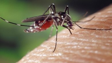 The Michigan Department of Health and Human Services (MDHHS) has confirmed the state’s first human case of West Nile virus for 2025, detected in a resident of Livingston County.