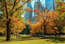 New York City’s most stunning fall foliage this season.
