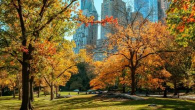 New York City’s most stunning fall foliage this season.