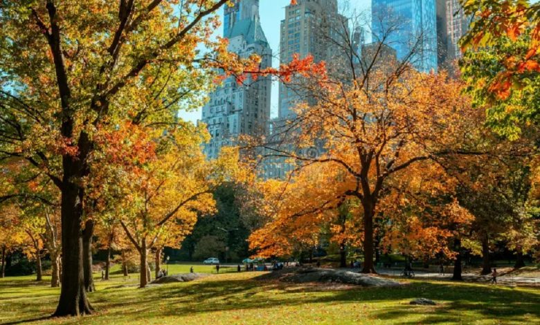 New York City’s most stunning fall foliage this season.