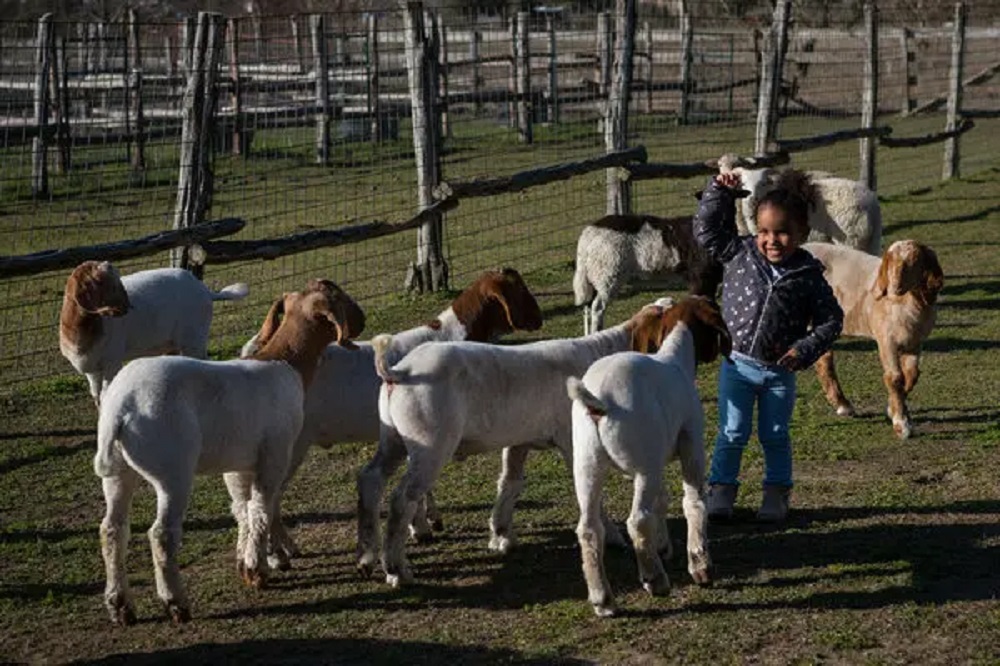 Farms operated by Muslim families often become community hubs: they host religious or cultural gatherings (e.g., Qurbani/Eid al-Adha-related activities where applicable), farm tours, educational events, and Ramadan iftars that connect urban consumers with rural producers.