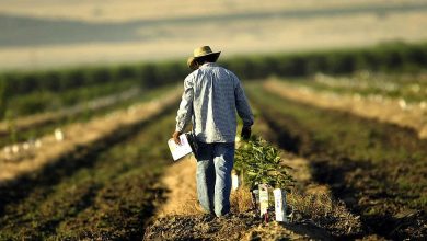 The booming halal market in the United States is creating powerful partnerships between Muslim consumers and local farmers, blending faith, sustainability, and economic growth.