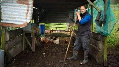 Muslim Americans are active in U.S. agriculture — as landowners, tenant farmers, ranchers, dairy producers, urban growers, and agri-entrepreneurs.