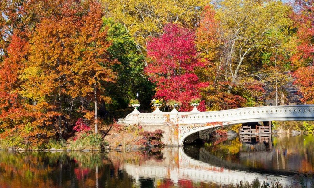 Central Park alone is home to over a hundred sweetgum trees, with a particularly beautiful cluster near the historic Blockhouse in the North Woods.