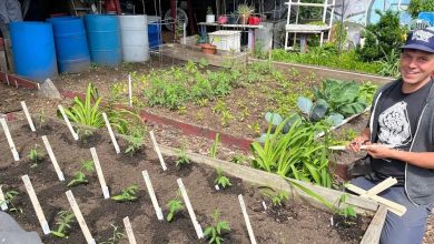 When Israeli forces damaged the Union of Agricultural Work Committees’ (UAWC) seed multiplication unit in Hebron on July 31, seed activist Melina Roise felt a familiar shock.