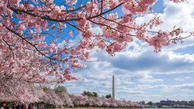 Cities like San Diego, Orange County, and Los Angeles experience some of the most consistent mild temperatures in the country.