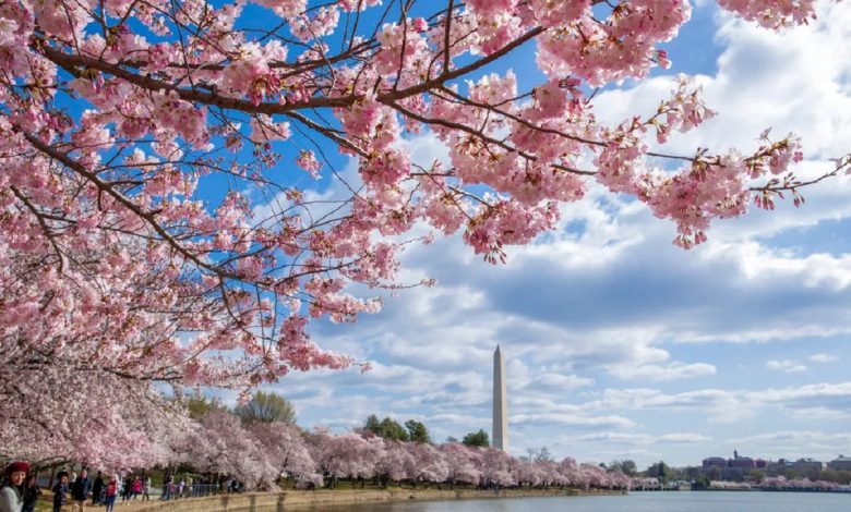 Cities like San Diego, Orange County, and Los Angeles experience some of the most consistent mild temperatures in the country.