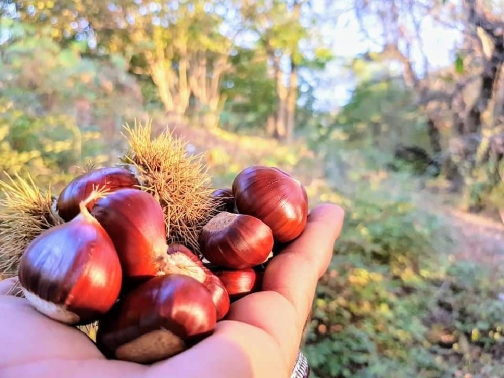 Muslim winter food in the USA